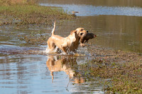 NEUSE RETRIEVER CLUB FALL HUNT TEST 2020