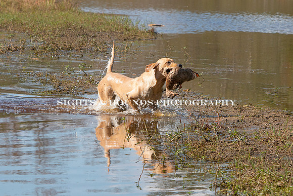 NEUSE RETRIEVER CLUB FALL HUNT TEST 2020