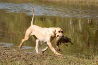 NEUSE RETRIEVER CLUB FALL HUNT TEST 2020