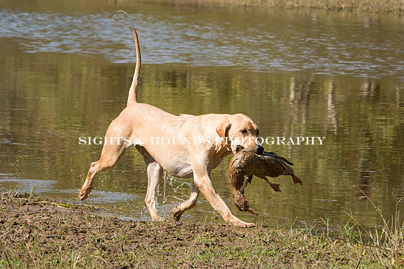 NEUSE RETRIEVER CLUB FALL HUNT TEST 2020