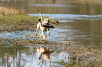 NEUSE RETRIEVER CLUB FALL HUNT TEST 2020
