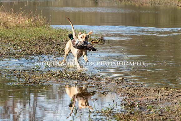 NEUSE RETRIEVER CLUB FALL HUNT TEST 2020