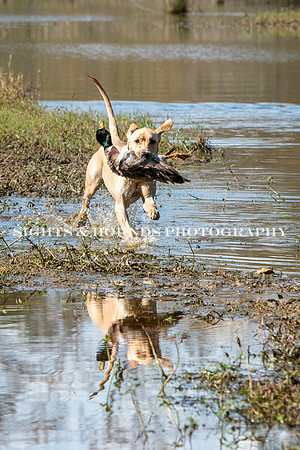 NEUSE RETRIEVER CLUB FALL HUNT TEST 2020