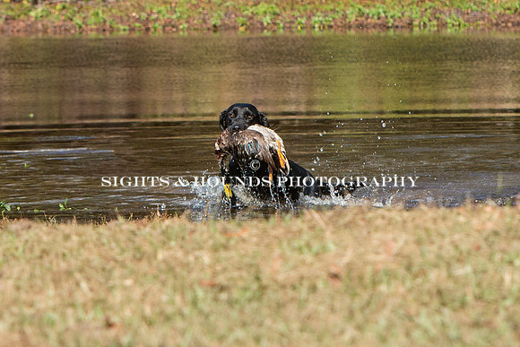 NEUSE RETRIEVER CLUB FALL HUNT TEST 2020