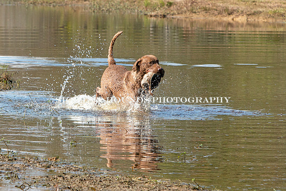 NEUSE RETRIEVER CLUB FALL HUNT TEST 2020