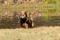 NEUSE RETRIEVER CLUB FALL HUNT TEST 2020