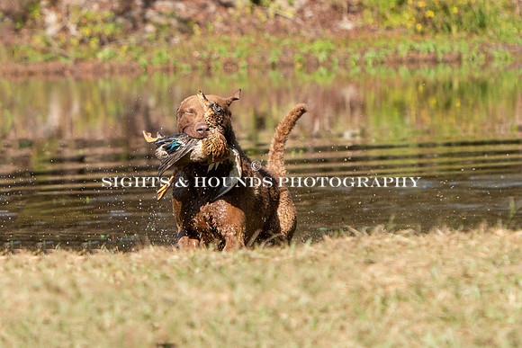 NEUSE RETRIEVER CLUB FALL HUNT TEST 2020