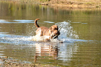 NEUSE RETRIEVER CLUB FALL HUNT TEST 2020
