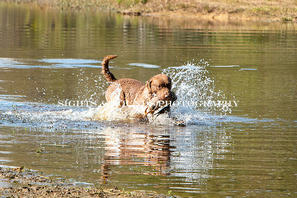 NEUSE RETRIEVER CLUB FALL HUNT TEST 2020