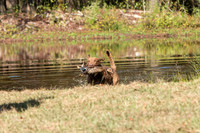 NEUSE RETRIEVER CLUB FALL HUNT TEST 2020