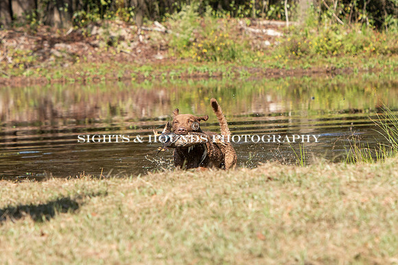NEUSE RETRIEVER CLUB FALL HUNT TEST 2020