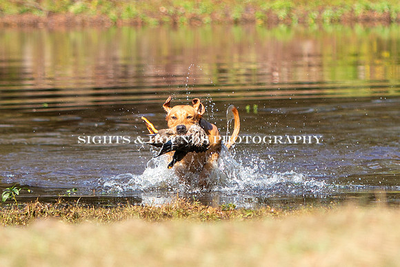 NEUSE RETRIEVER CLUB FALL HUNT TEST 2020