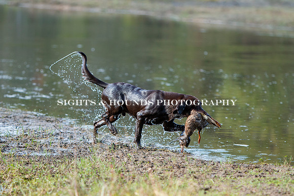 NEUSE RETRIEVER CLUB FALL HUNT TEST 2020
