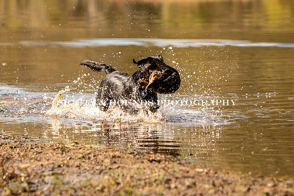 NEUSE RETRIEVER CLUB FALL HUNT TEST 2020
