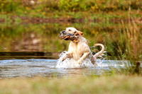 NEUSE RETRIEVER CLUB FALL HUNT TEST 2020