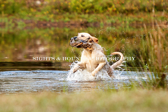 NEUSE RETRIEVER CLUB FALL HUNT TEST 2020