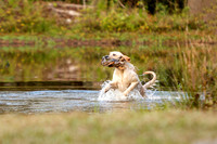 NEUSE RETRIEVER CLUB FALL HUNT TEST 2020