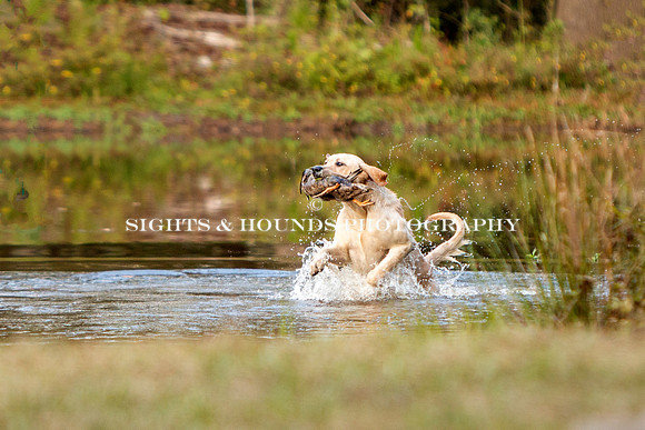 NEUSE RETRIEVER CLUB FALL HUNT TEST 2020