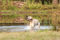 NEUSE RETRIEVER CLUB FALL HUNT TEST 2020