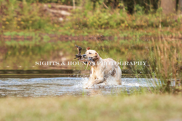 NEUSE RETRIEVER CLUB FALL HUNT TEST 2020