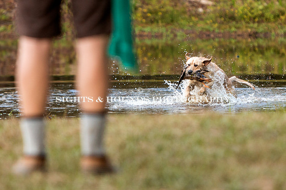 NEUSE RETRIEVER CLUB FALL HUNT TEST 2020