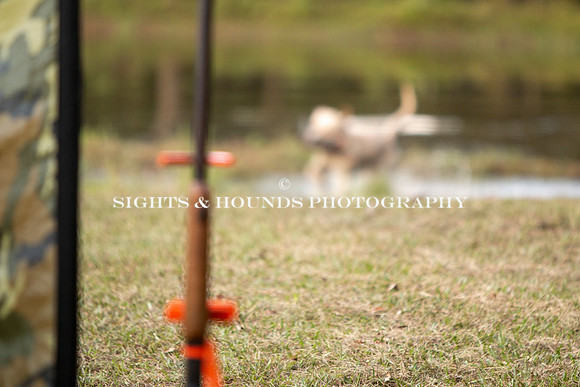 NEUSE RETRIEVER CLUB FALL HUNT TEST 2020