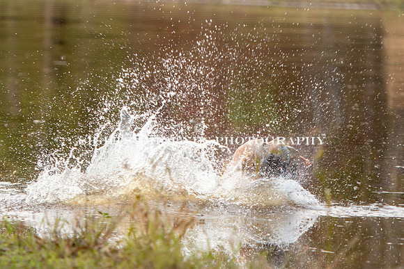 NEUSE RETRIEVER CLUB FALL HUNT TEST 2020