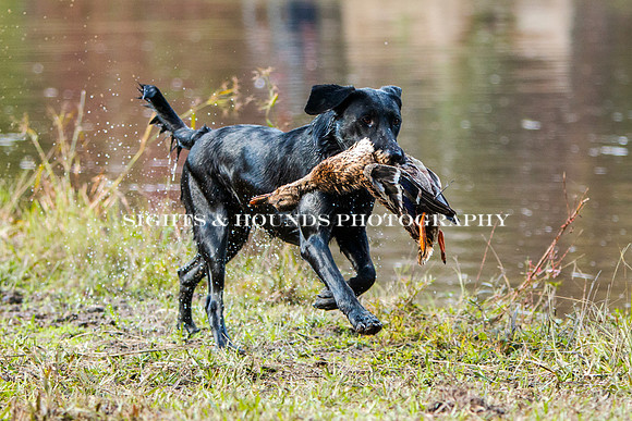 NEUSE RETRIEVER CLUB FALL HUNT TEST 2020