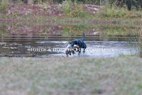 NEUSE RETRIEVER CLUB FALL HUNT TEST 2020