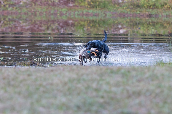 NEUSE RETRIEVER CLUB FALL HUNT TEST 2020