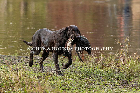 NEUSE RETRIEVER CLUB FALL HUNT TEST 2020