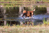 NEUSE RETRIEVER CLUB FALL HUNT TEST 2020