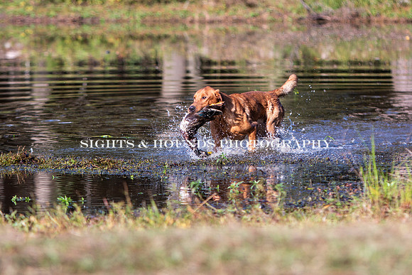 NEUSE RETRIEVER CLUB FALL HUNT TEST 2020