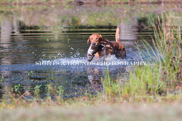 NEUSE RETRIEVER CLUB FALL HUNT TEST 2020