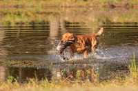 NEUSE RETRIEVER CLUB FALL HUNT TEST 2020
