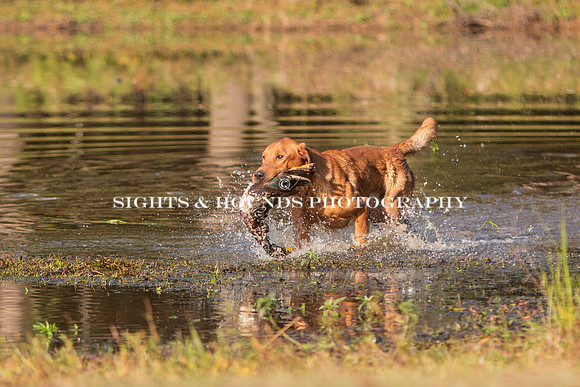NEUSE RETRIEVER CLUB FALL HUNT TEST 2020