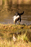 NEUSE RETRIEVER CLUB FALL HUNT TEST 2020
