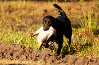 NEUSE RETRIEVER CLUB FALL HUNT TEST 2020