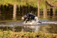 NEUSE RETRIEVER CLUB FALL HUNT TEST 2020