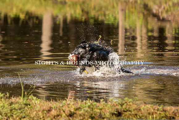 NEUSE RETRIEVER CLUB FALL HUNT TEST 2020