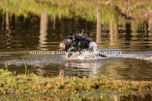 NEUSE RETRIEVER CLUB FALL HUNT TEST 2020