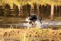 NEUSE RETRIEVER CLUB FALL HUNT TEST 2020