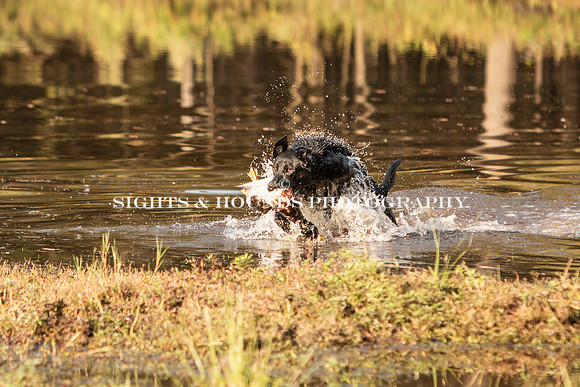 NEUSE RETRIEVER CLUB FALL HUNT TEST 2020