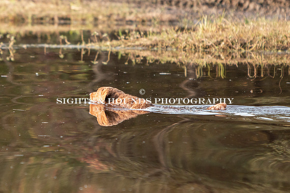 NEUSE RETRIEVER CLUB FALL HUNT TEST 2020