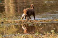 NEUSE RETRIEVER CLUB FALL HUNT TEST 2020