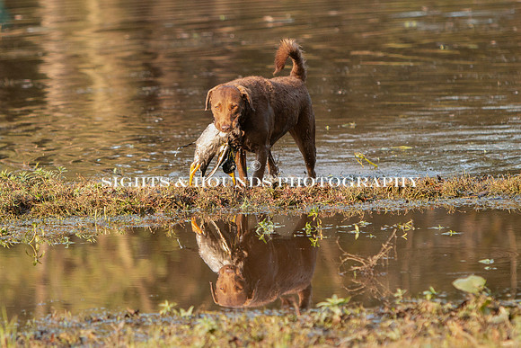 NEUSE RETRIEVER CLUB FALL HUNT TEST 2020