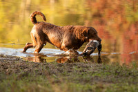 NEUSE RETRIEVER CLUB FALL HUNT TEST 2020