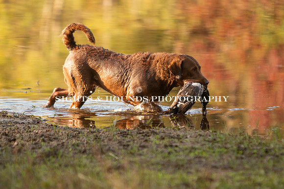 NEUSE RETRIEVER CLUB FALL HUNT TEST 2020
