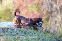 NEUSE RETRIEVER CLUB FALL HUNT TEST 2020