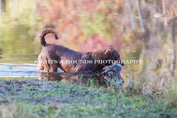 NEUSE RETRIEVER CLUB FALL HUNT TEST 2020